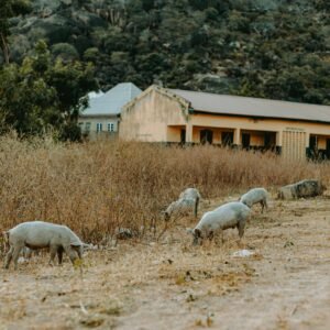 Carne de cerdo extensiva (kg)